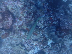 Chlorurus strongylocephalus