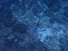 Chlorurus strongylocephalus