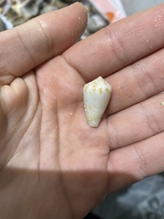 Conasprella perplexa