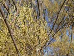 Acacia aneura
