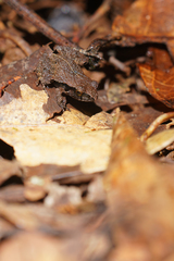 Pristimantis cruentus