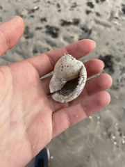 Semicassis centiquadrata