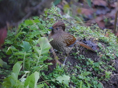 Grammatoptila striata