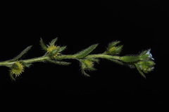 Lappula occidentalis occidentalis