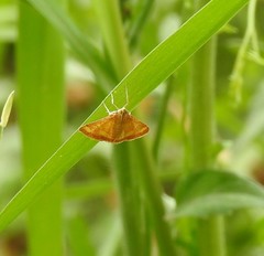 Pyrausta pseudonythesalis