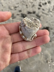 Semicassis centiquadrata