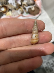 Cerithideopsis californica