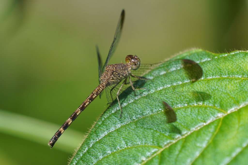 Tropical Woodskimmer