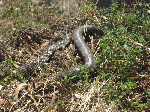 Tiger Snake sighting