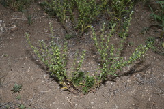 Lappula occidentalis occidentalis