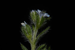 Lappula occidentalis occidentalis