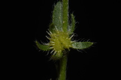 Lappula occidentalis occidentalis