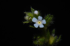 Lappula occidentalis occidentalis