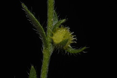 Lappula occidentalis occidentalis