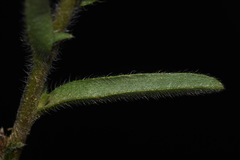 Lappula occidentalis occidentalis