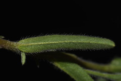 Lappula occidentalis occidentalis