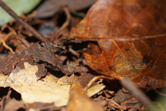 Pristimantis cruentus