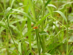 Pyrausta pseudonythesalis