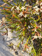 Lysinema pentapetalum