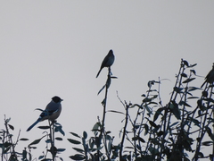 Garrulus lanceolatus