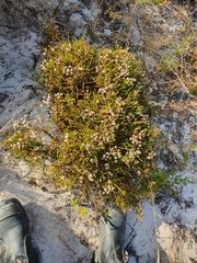 Lysinema pentapetalum