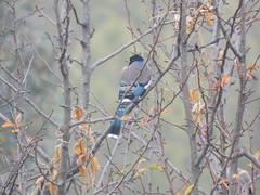 Garrulus lanceolatus
