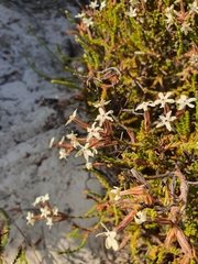 Lysinema pentapetalum