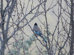 Garrulus lanceolatus