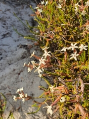 Lysinema pentapetalum