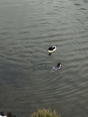 Mergus merganser