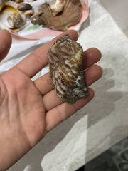 Arca pacifica
