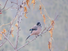 Garrulus lanceolatus
