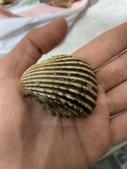 Trachycardium procerum