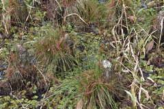Carex decomposita