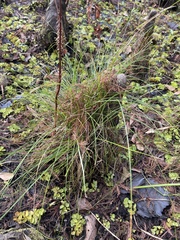 Carex decomposita