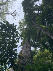 Licania operculipetala