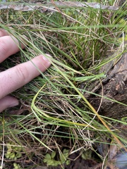 Carex decomposita