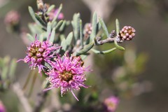 Melaleuca carrii