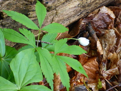 Anemonoides lancifolia