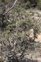 Melaleuca carrii