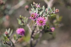Melaleuca carrii