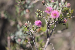 Melaleuca carrii