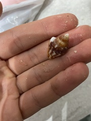 Columbella strombiformis