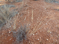 Enneapogon polyphyllus