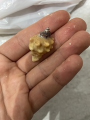 Neorapana tuberculata