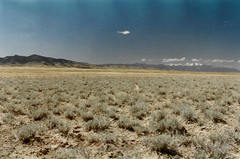 Krascheninnikovia lanata