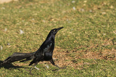 Quiscalus mexicanus