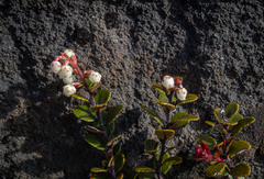 Gaultheria colensoi