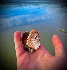 Argopecten ventricosus