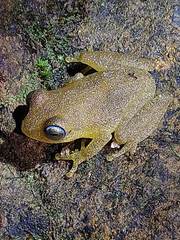 Raorchestes luteolus